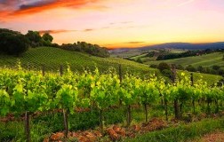 La Lastra, una moderna interpretazione della Vernaccia 