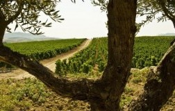 Vigneto Sicilia - 50 milioni di bottiglie per la Doc Sicilia