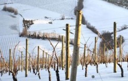 vigneto verdicchio sartarelli marche