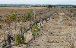 Vigneto arido vigneviniequalita.edagricole
