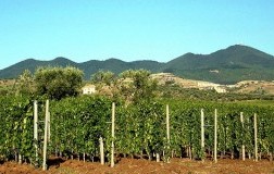 Vulture Vigna Piano dell'Altare Cantine del Notaio