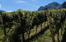 Agraria Riva del Garda vigneto