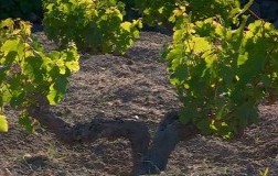 alberello pantelleria vigna