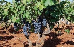 Alberello Primitivo