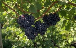 grappoli di schiava vernatsch alto adige