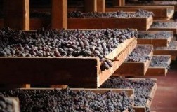 Appassimento uve Amarone della Valpolicella