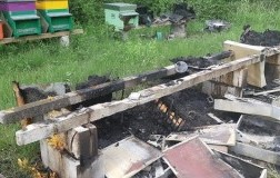 Incendio doloso, bruciate 2 milioni di api in Friuli