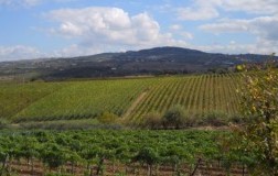 azienda agricola torre a oriente