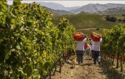 Baglio di Pianetto vendemmia