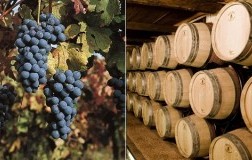 Barbera e Barrique DoctorWine