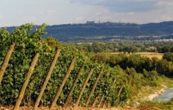 Strozzavolpe Bigi, il buono a € 7. Vino Bianco Strozzavolpe Grechetto 2016