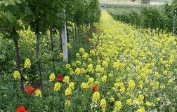 biodiversità