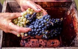blend uva vino