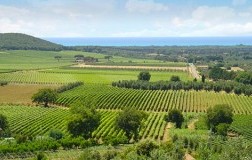Bolgheri panorama vigneti