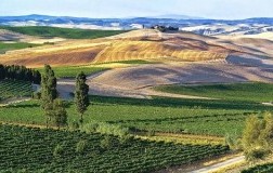 Su un totale di 59mila ettari vitati in Toscana 16.720 sono bio e biodinamici