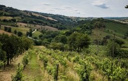 ca' liptra vigneto