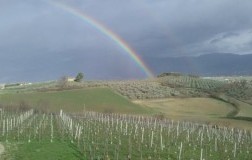 Cantina Ninni, a “devil” of a producer