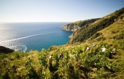 Cantine Antonio Mazzella vigneto Ischia