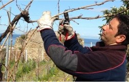 Cantine del Mare campi flegrei