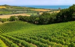 Cantine Fontezoppa panorama vigneti