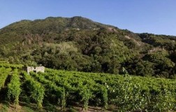 cantine olivella campania