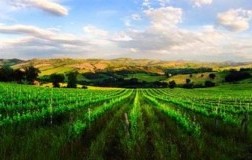 cantine saputi vigneto