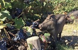 cinghiale toscana
