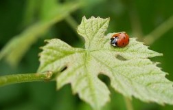 biodiversità nei vigneti, coccinella su una foglia di vite