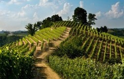 Colline del Roero