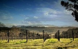 Colline Pisane Tenuta di Ghizzano