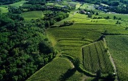 Collio Vigneti Borgo Conventi