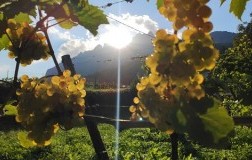 Concarena Riesling Renano