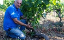 Cosimo Schifone Masseria Cicella Primitivo del Salento 2016