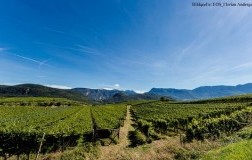 Lo scattante Sauvignon di Erste+Neue