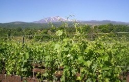 Etna Vigneti Aitala