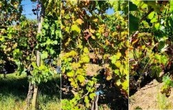 vigneti italiani attaccati dal mal dell'esca