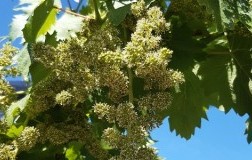 garganega in fioritura