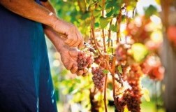 gewurztraminer_Florian-Andergassen