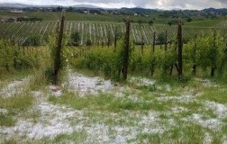 grandine in vigna