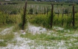 grandine sul vigneto veneto