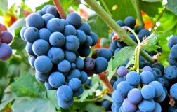 grappoli merlot