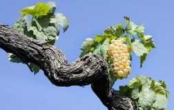 Grappolo Falanghina La Guardiense