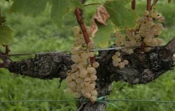 Skerk, Malvasia in bucce (1): l'intervista