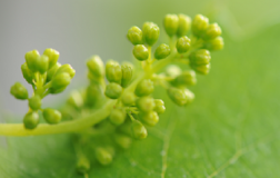 Green enology