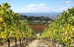 irpinia vigneti mastroberardino