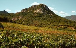 La Contralta Vigneti