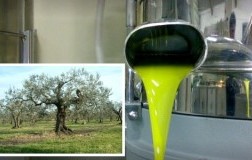 la selvotta olio extra vergine d'oliva electum abruzzo