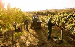 lavori in vigna terre della custodia