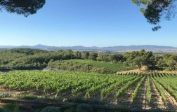 Maremma Fattoria di Magliano vigneti