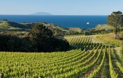 Molise Vigneti Tenimenti Grieco